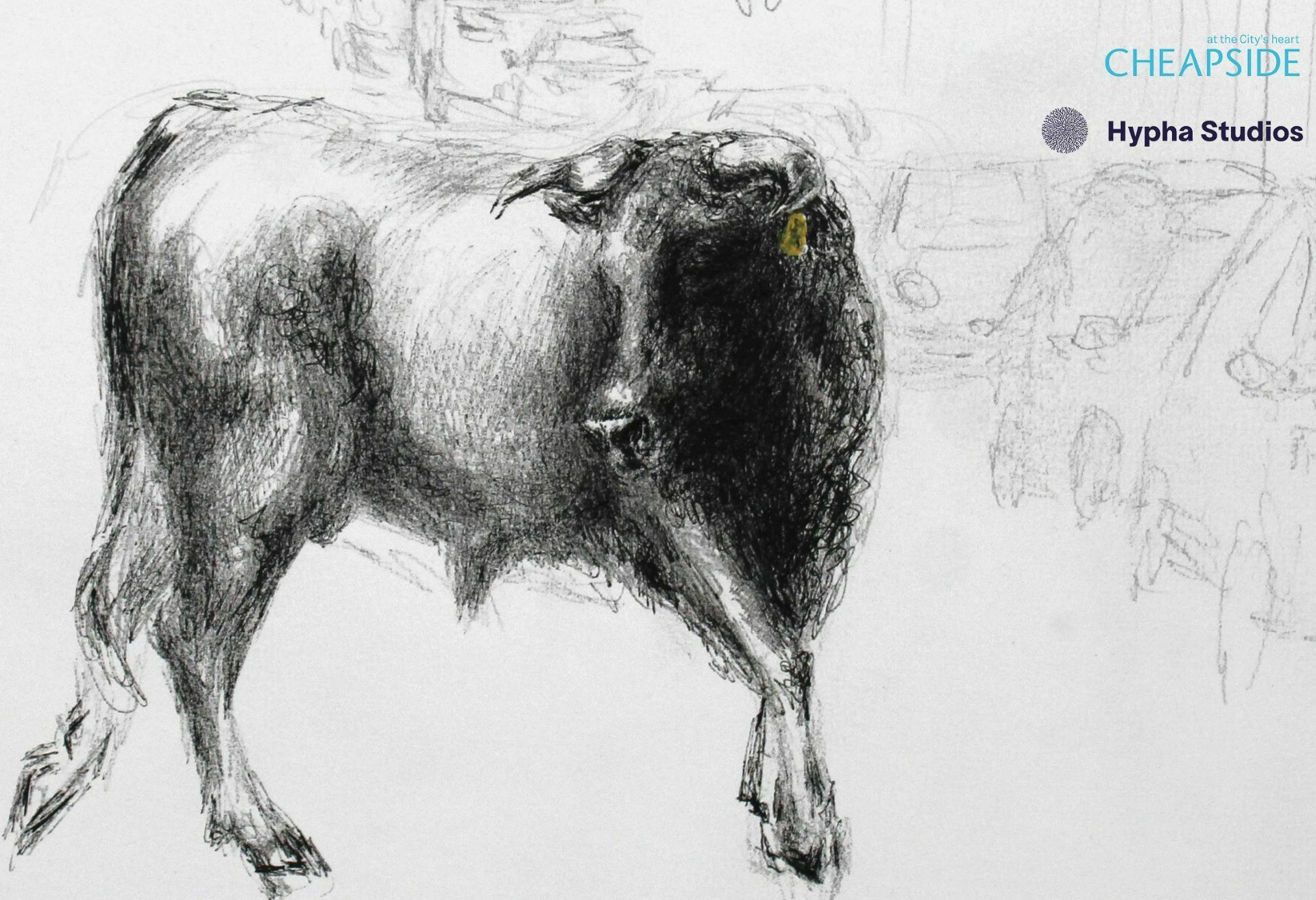 The image shows a pencil-drawn bull